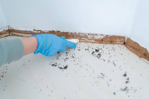 Best Affordable Pest Control Services  in Lexington, KY